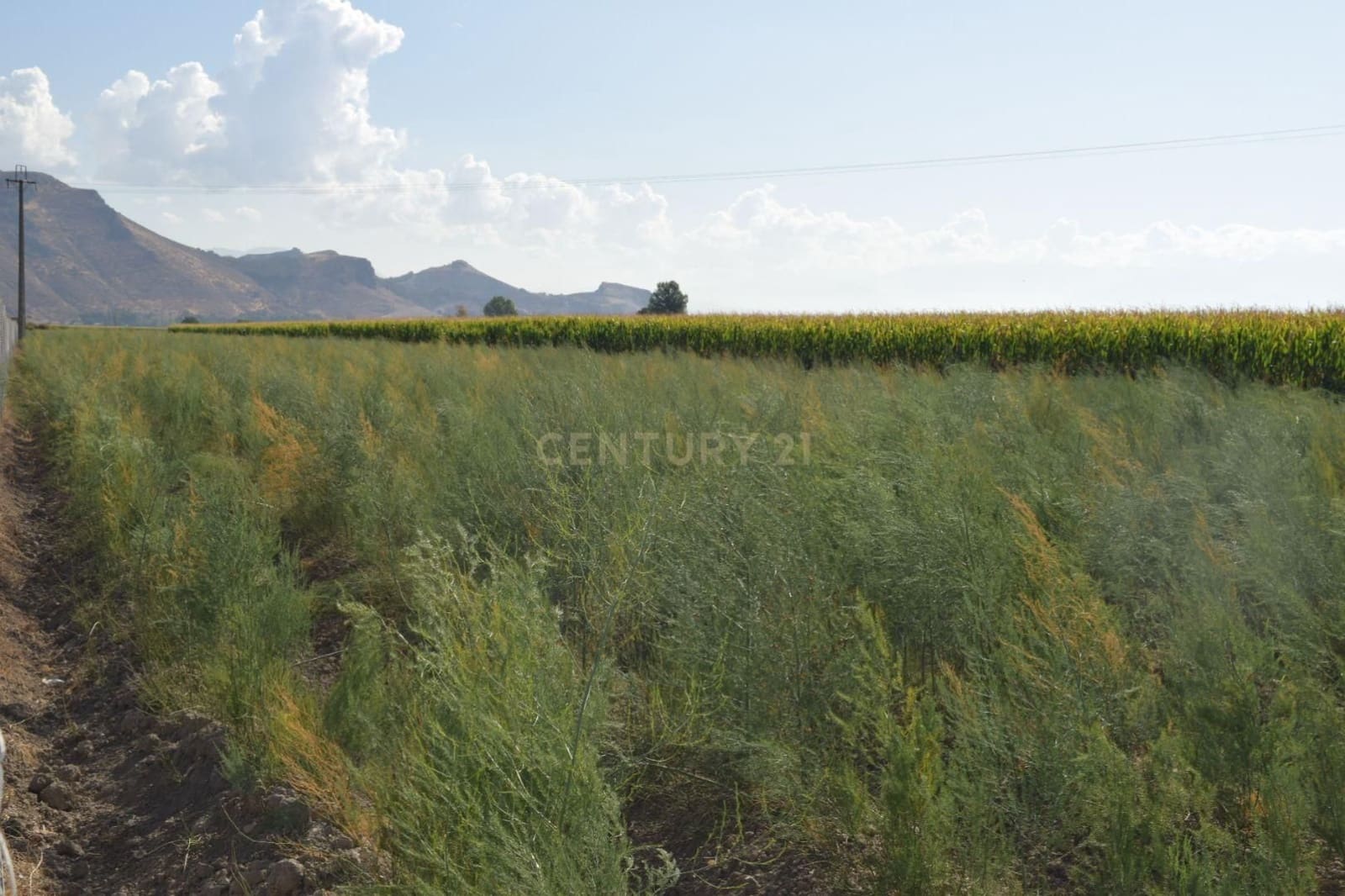 Undeveloped Land for sale in Pinos Puente - € 69,000 (Ref: 9296087)