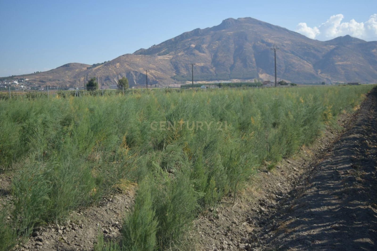 Undeveloped Land for sale in Pinos Puente - € 69,000 (Ref: 9296087)