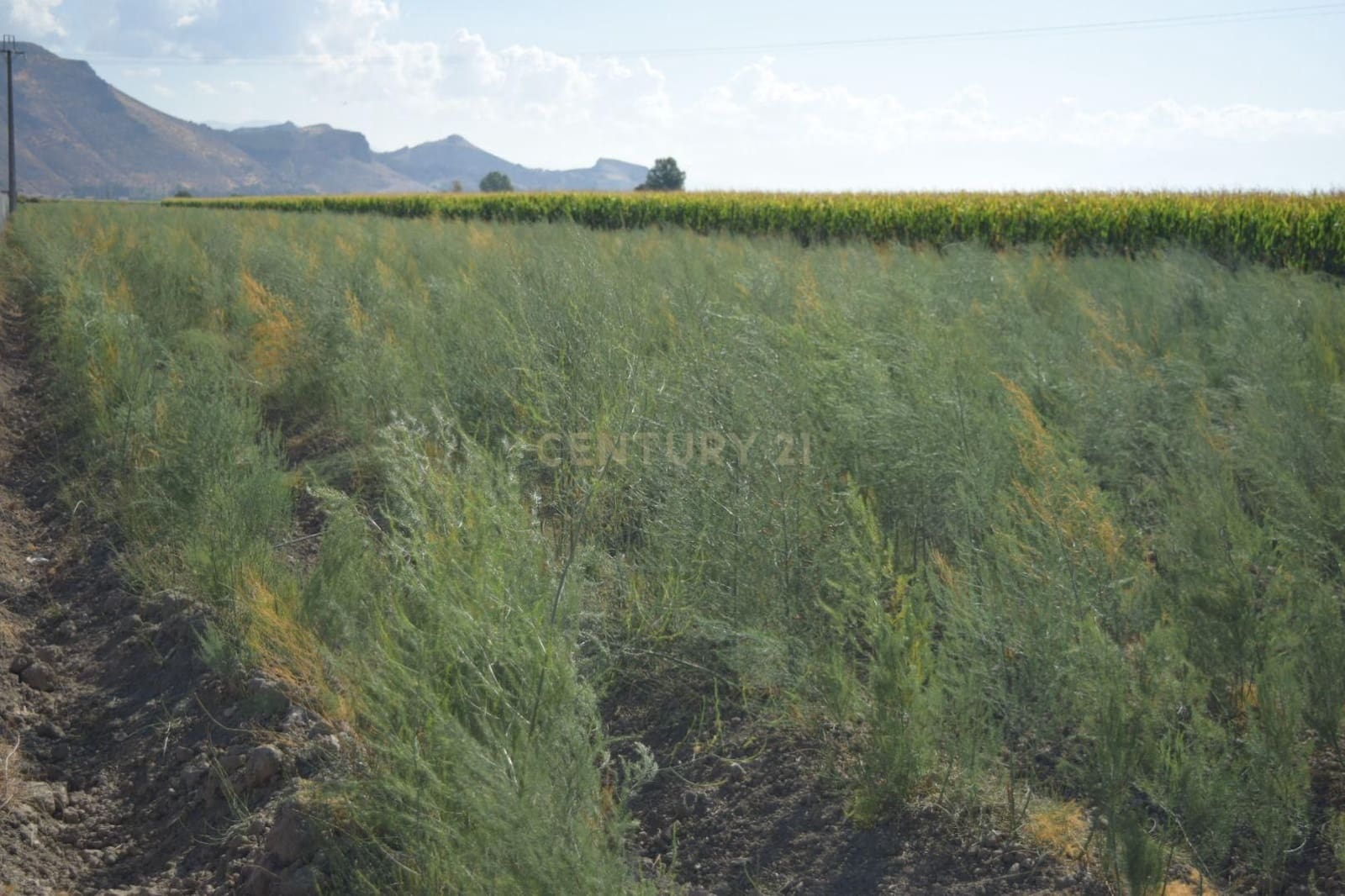 Undeveloped Land for sale in Pinos Puente - € 69,000 (Ref: 9296087)