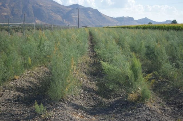 Grunde uden byggetilladelser til salg i Pinos Puente - € 69.000 (Ref: 9296087)