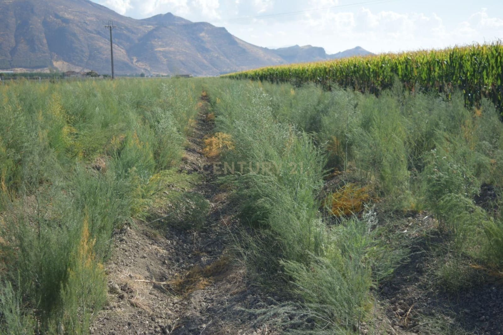 Undeveloped Land for sale in Pinos Puente - € 69,000 (Ref: 9296087)