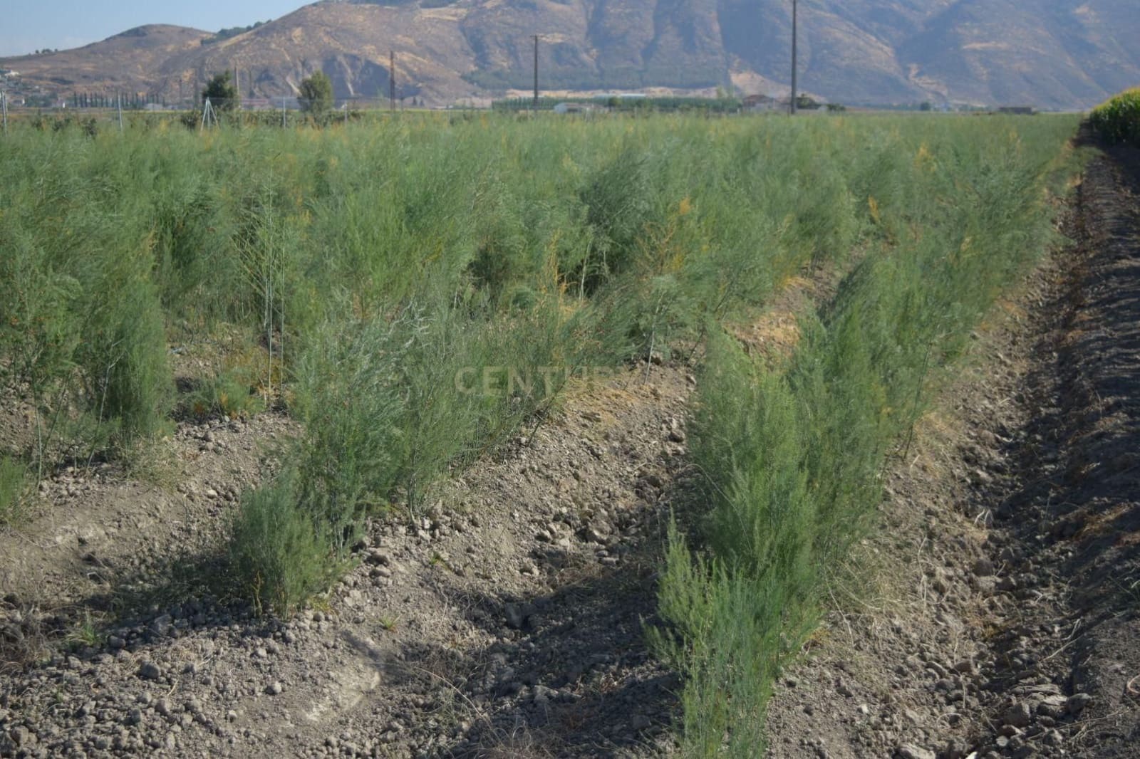 Undeveloped Land for sale in Pinos Puente - € 69,000 (Ref: 9296087)