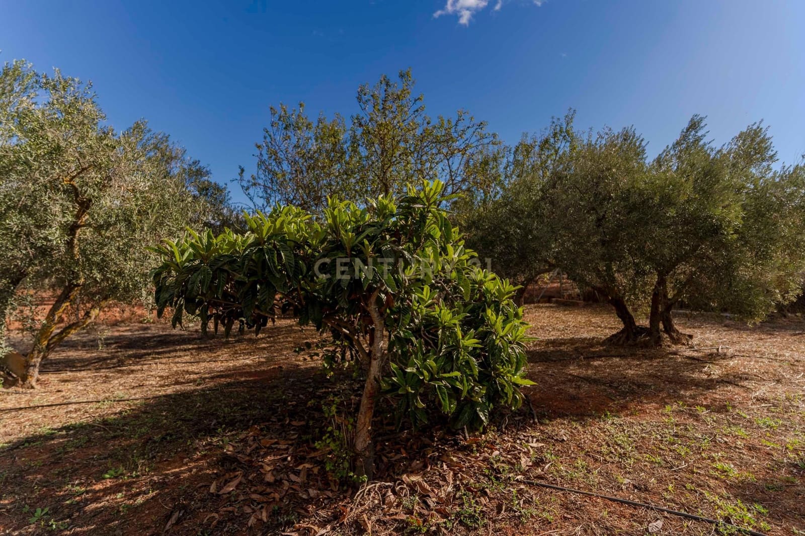 1 sypialnia Finka/Dom wiejski na sprzedaż w Villamena - 129 990 € (Ref: 9372330)