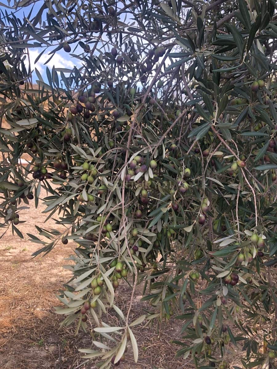 Finca/Landehus til salg i Lecrin - € 295.000 (Ref: 9481582)