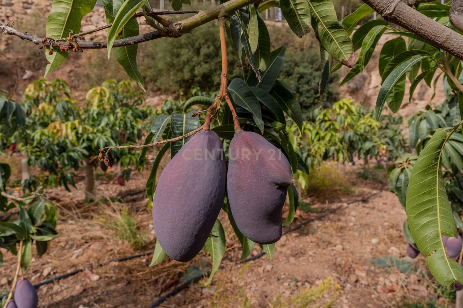 Finca/Landehus til salg i Gualchos - € 120.000 (Ref: 9525915)