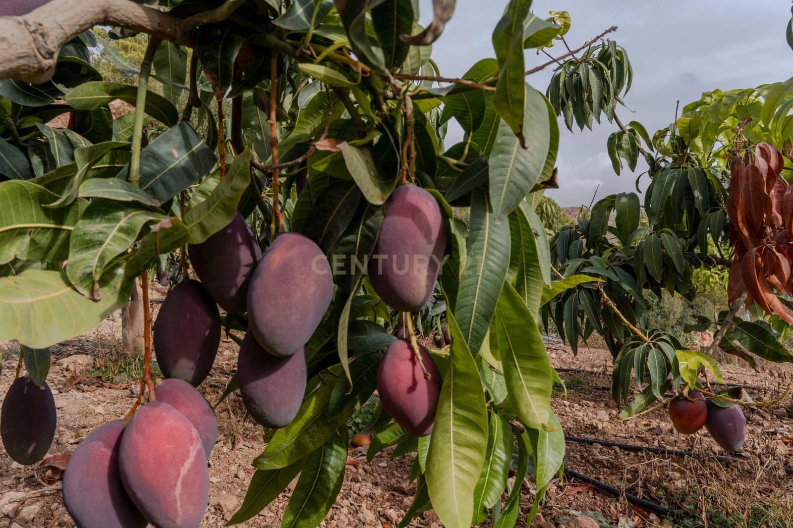 Finca/Landehus til salg i Gualchos - € 120.000 (Ref: 9525915)