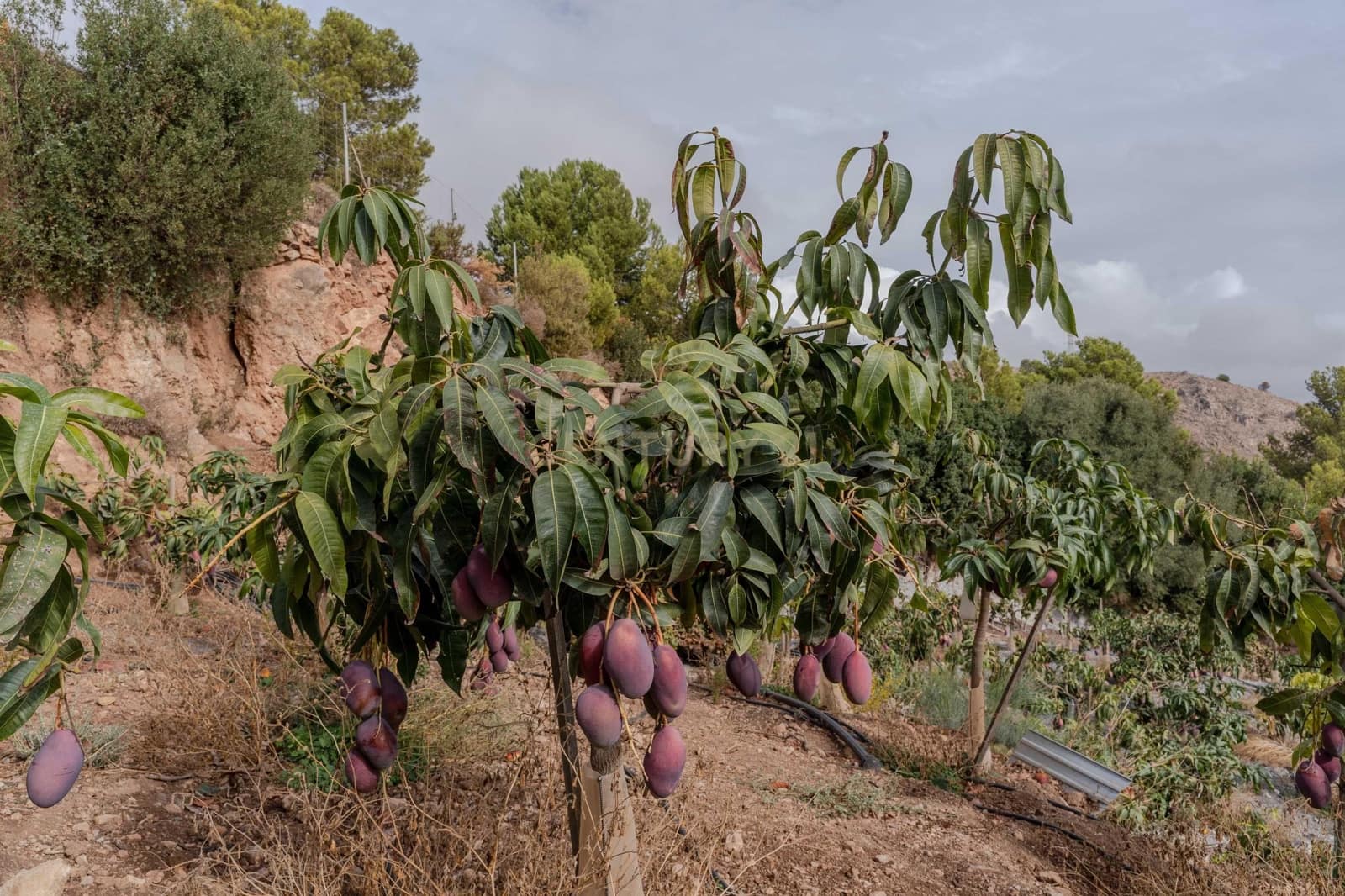 Finca/Landehus til salg i Gualchos - € 120.000 (Ref: 9525915)