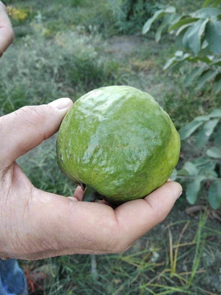 Finka/Dom wiejski na sprzedaż w Gualchos - 120 000 € (Ref: 9525915)