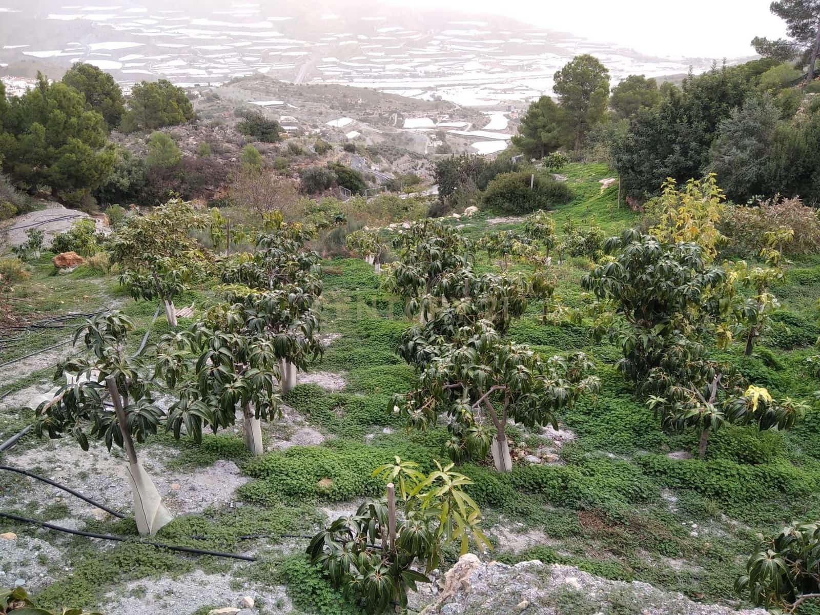 Finka/Dom wiejski na sprzedaż w Gualchos - 120 000 € (Ref: 9525915)