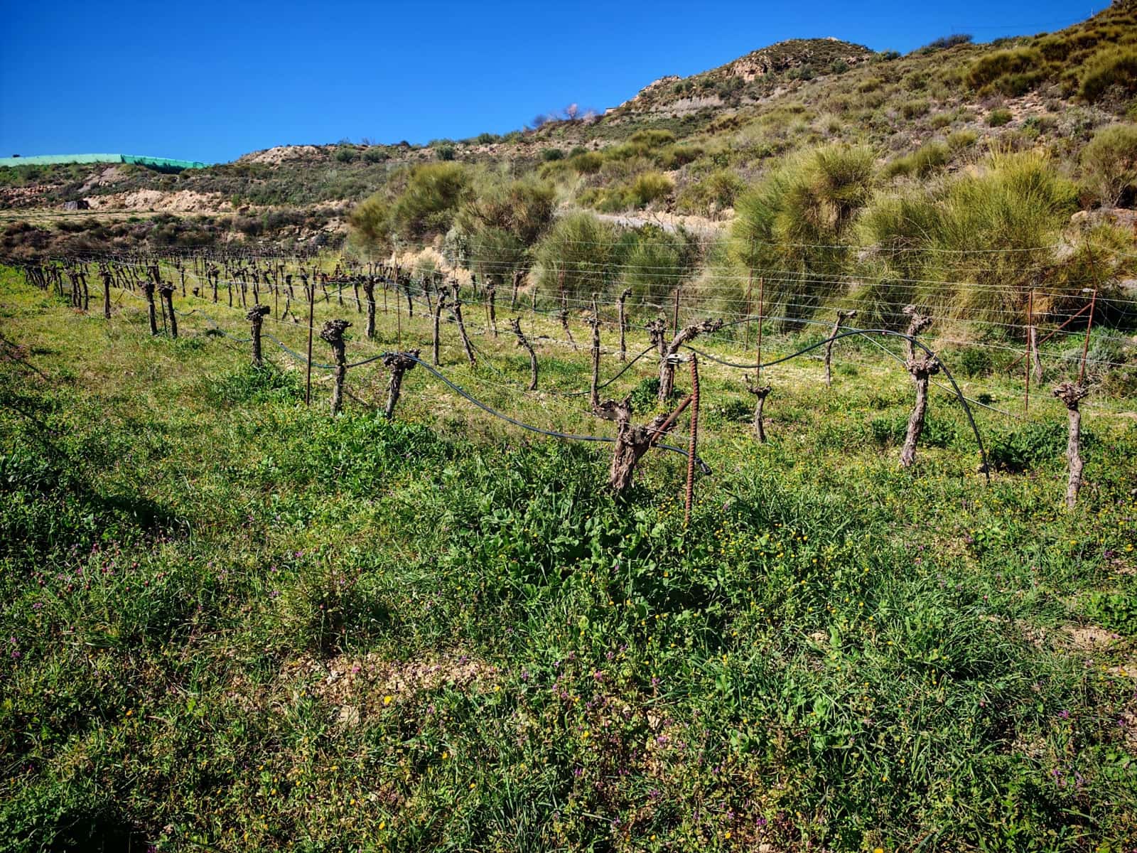 Maalaistalo myytävänä paikassa Nevada - 450 000 € (Ref: 9653318)