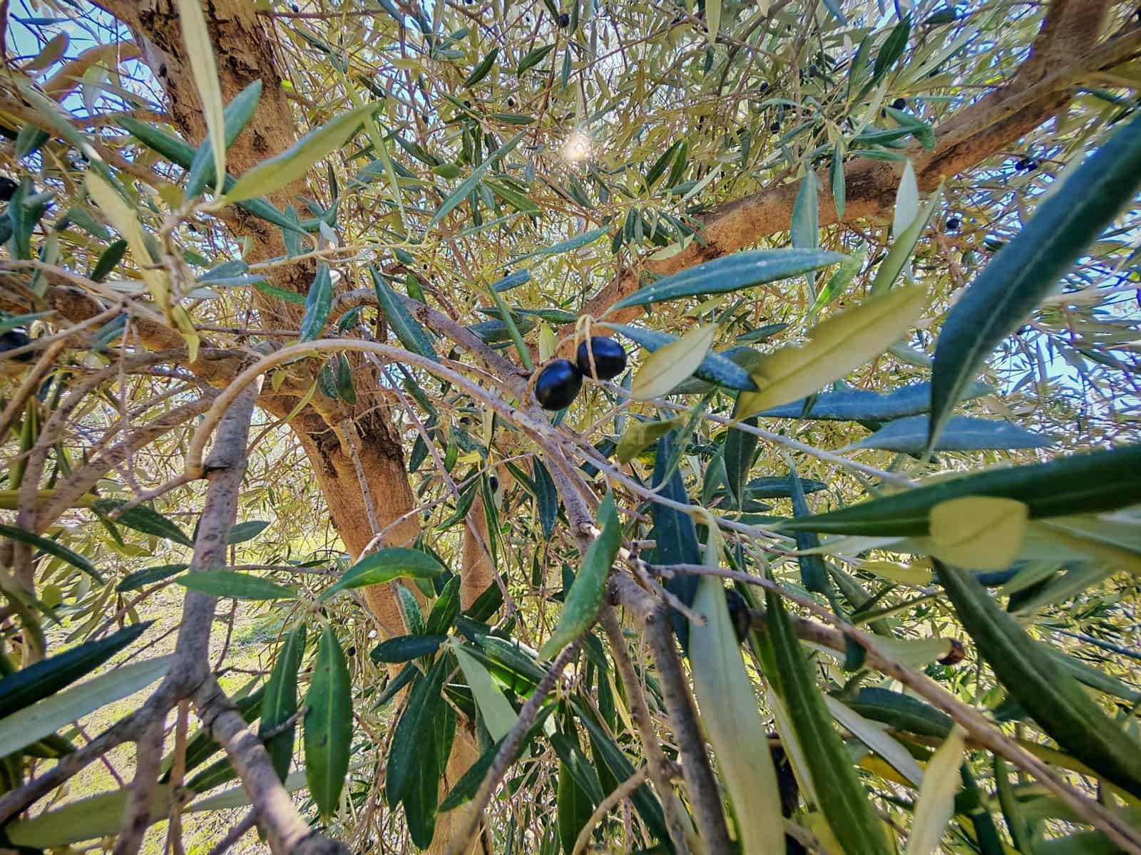 Maalaistalo myytävänä paikassa Nevada - 450 000 € (Ref: 9653318)