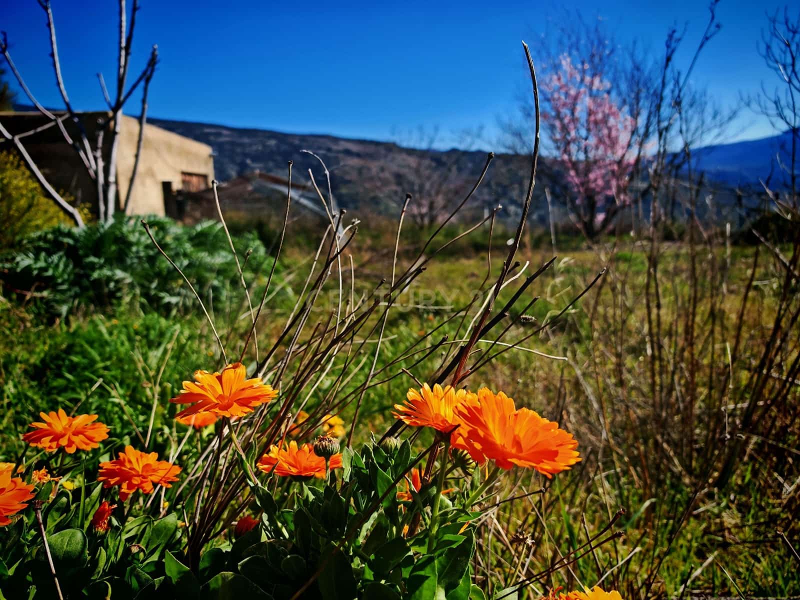 Maalaistalo myytävänä paikassa Nevada - 450 000 € (Ref: 9653318)