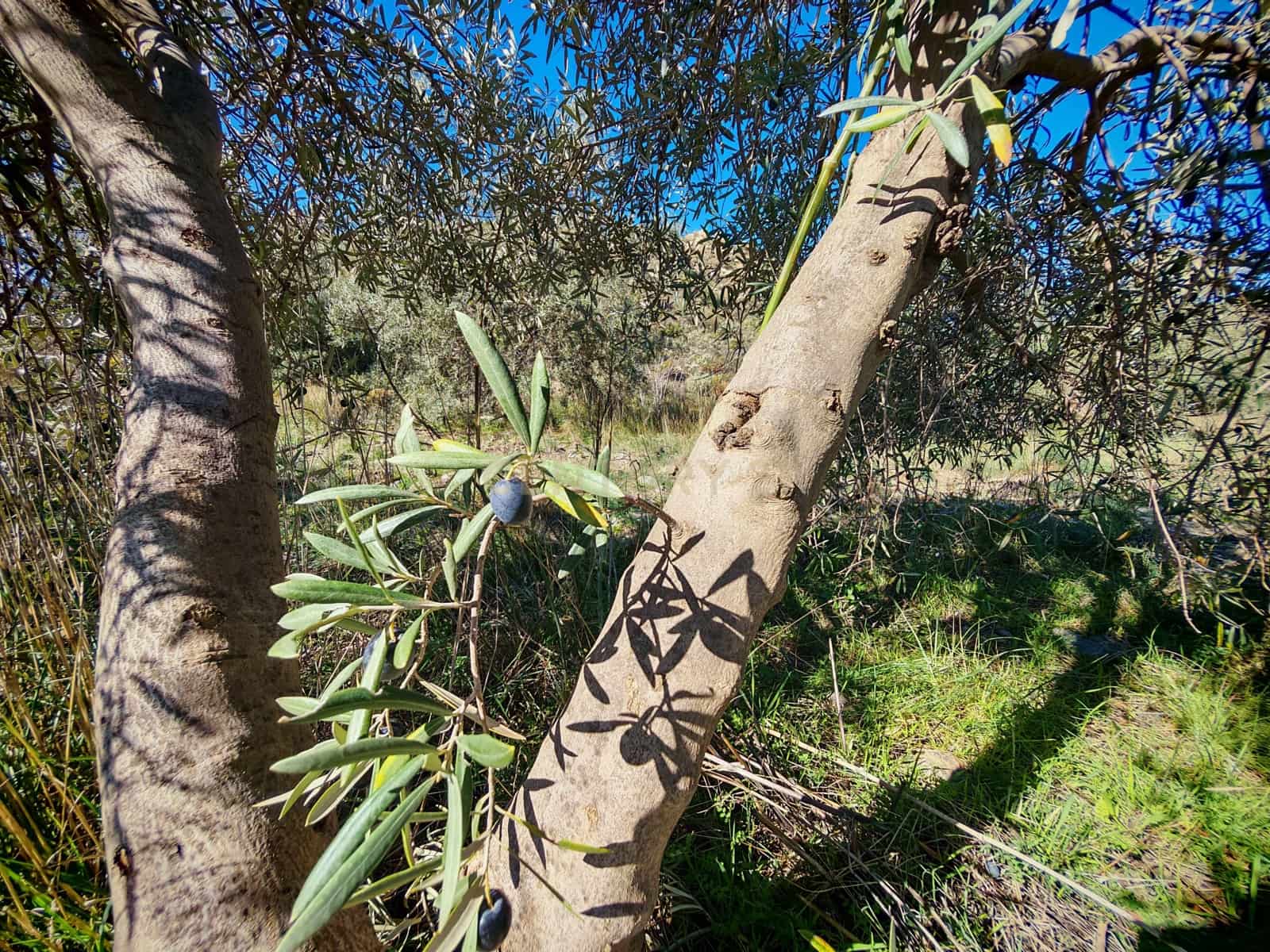 Maalaistalo myytävänä paikassa Nevada - 450 000 € (Ref: 9653318)