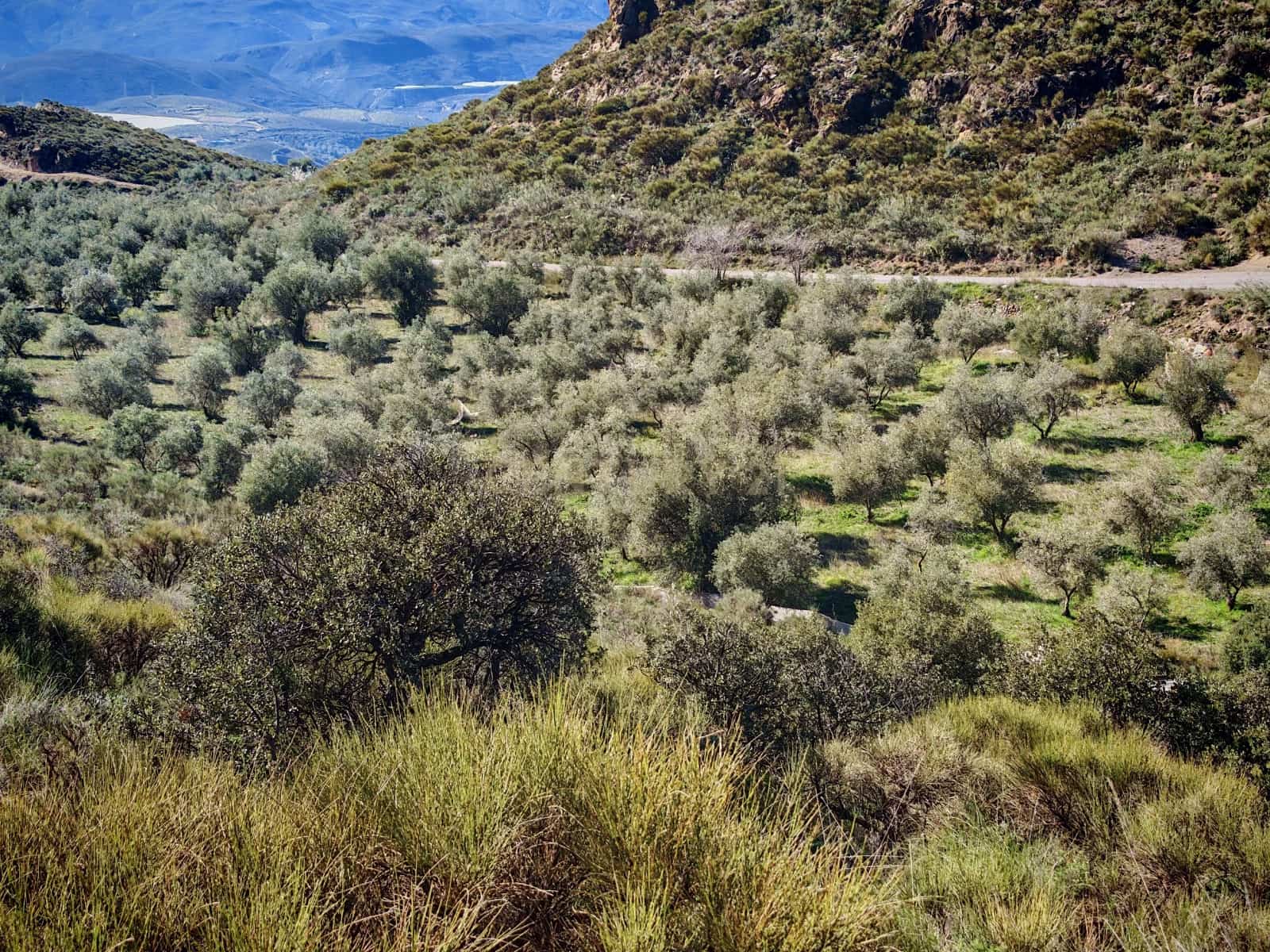 Maalaistalo myytävänä paikassa Nevada - 450 000 € (Ref: 9653318)