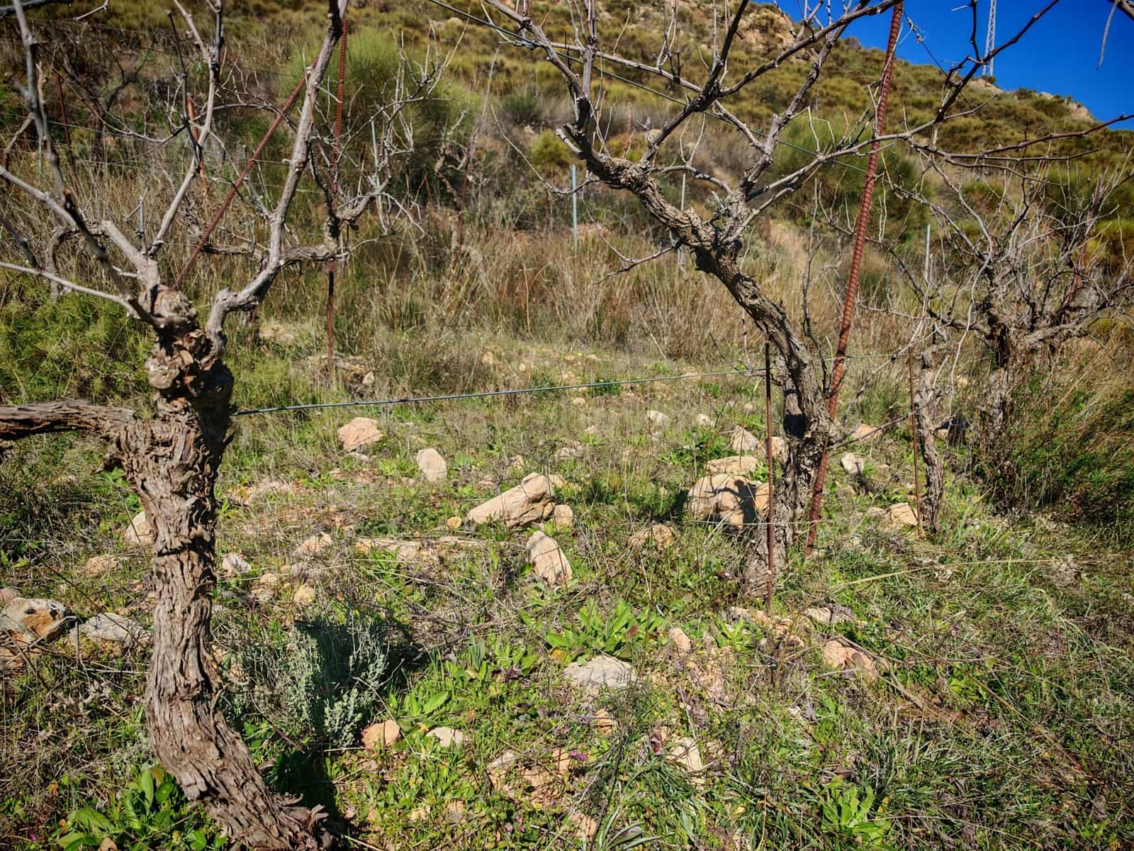 Maalaistalo myytävänä paikassa Nevada - 450 000 € (Ref: 9653318)