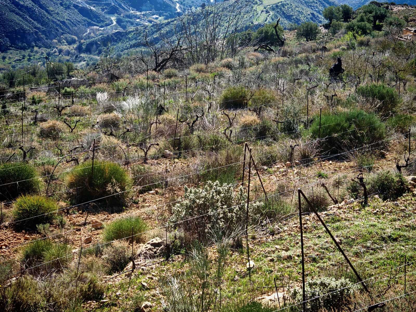 Maalaistalo myytävänä paikassa Nevada - 450 000 € (Ref: 9653318)