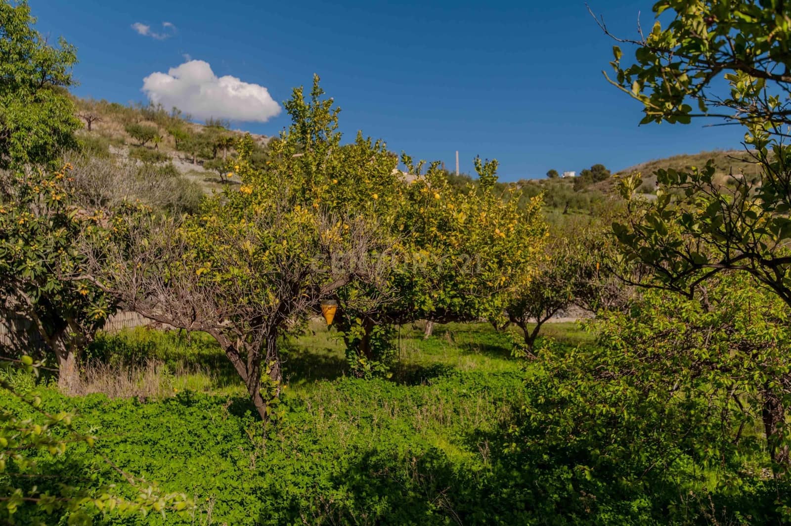 4 Zimmer Finca/Landgut zu verkaufen in Velez de Benaudalla - 190.000 € (Ref: 9697845)