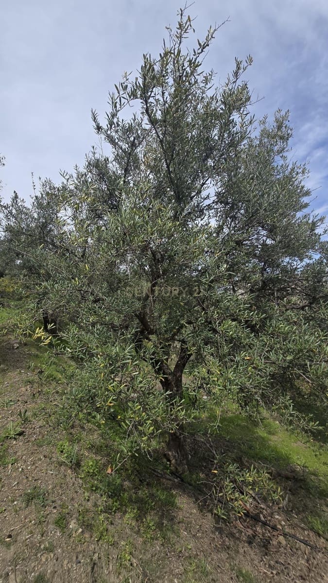 Building Plot for sale in Los Guajares - € 70,000 (Ref: 9730704)