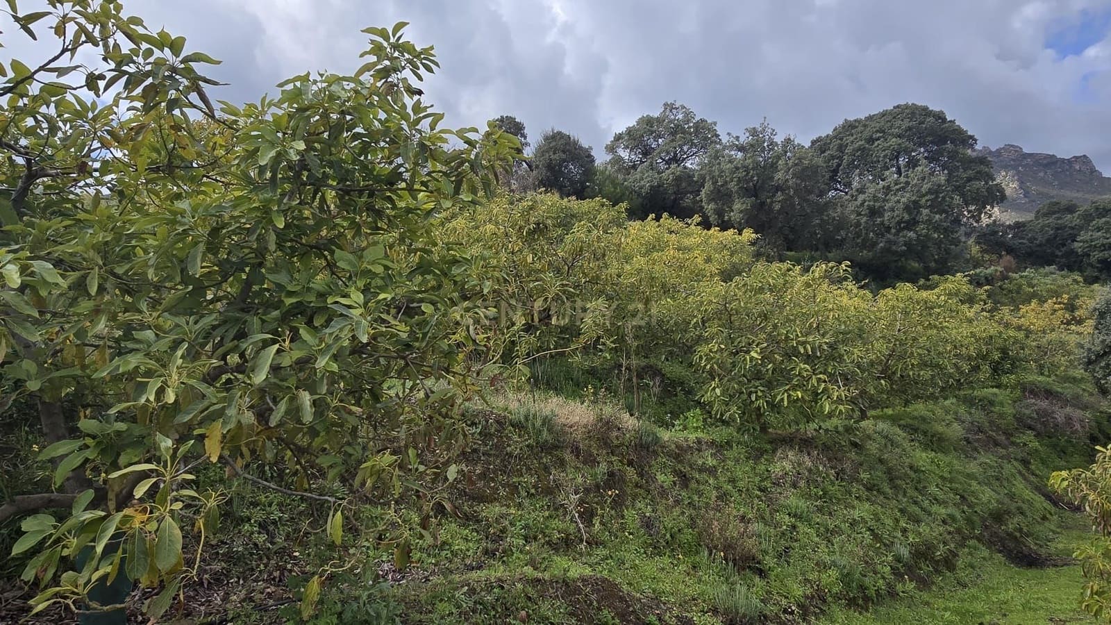 Building Plot for sale in Los Guajares - € 120,000 (Ref: 9730834)