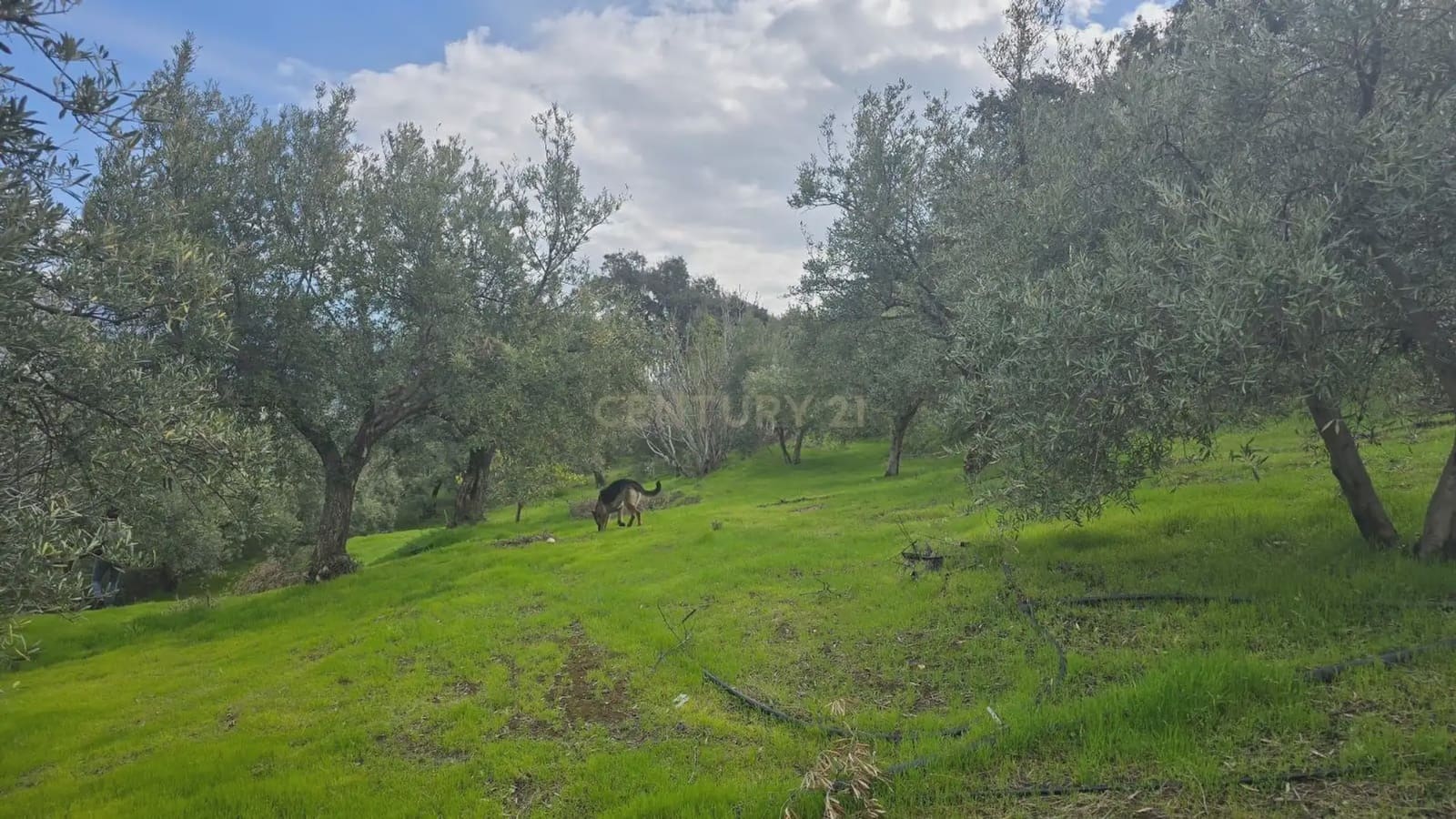 Building Plot for sale in Los Guajares - € 99,000 (Ref: 9743139)