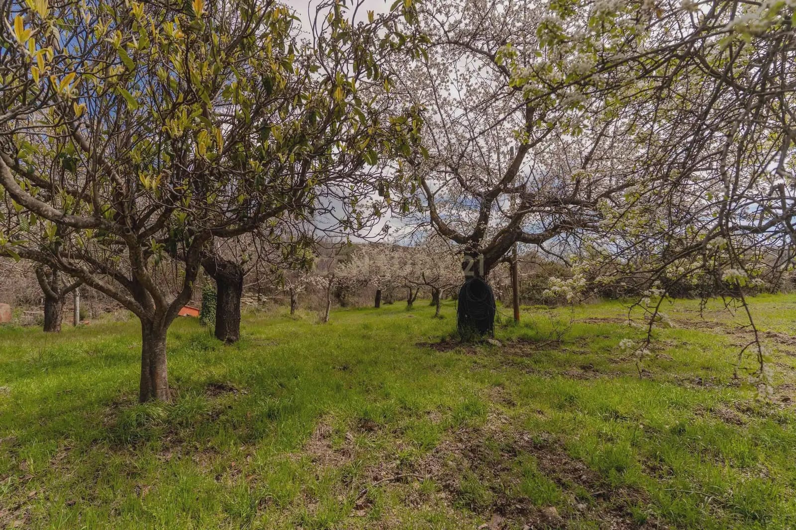 1 bedroom Finca/Country House for sale in Portugos - € 155,000 (Ref: 9769092)