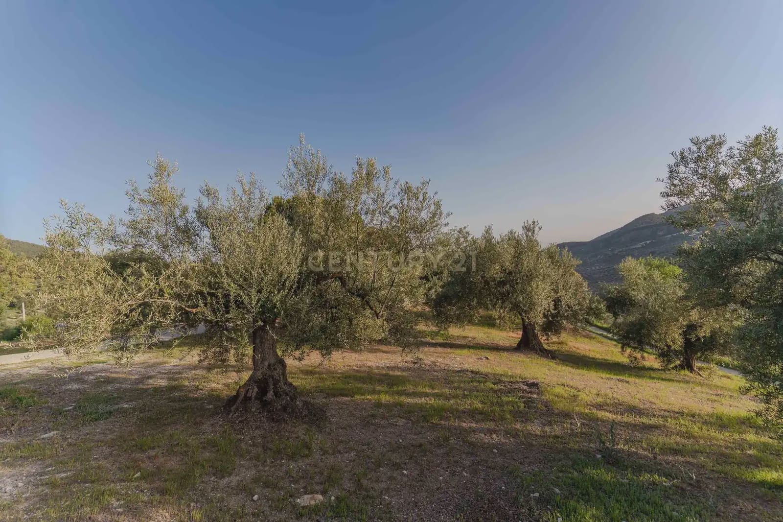 Finca/Casa Rural de 3 habitaciones en Illora en venta con piscina garaje - 220.000 € (Ref: 9802498)