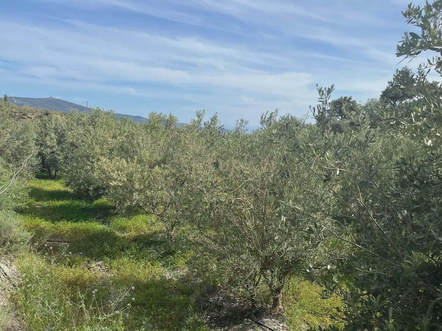 Grunde uden byggetilladelser til salg i Velez de Benaudalla - € 45.000 (Ref: 9819235)
