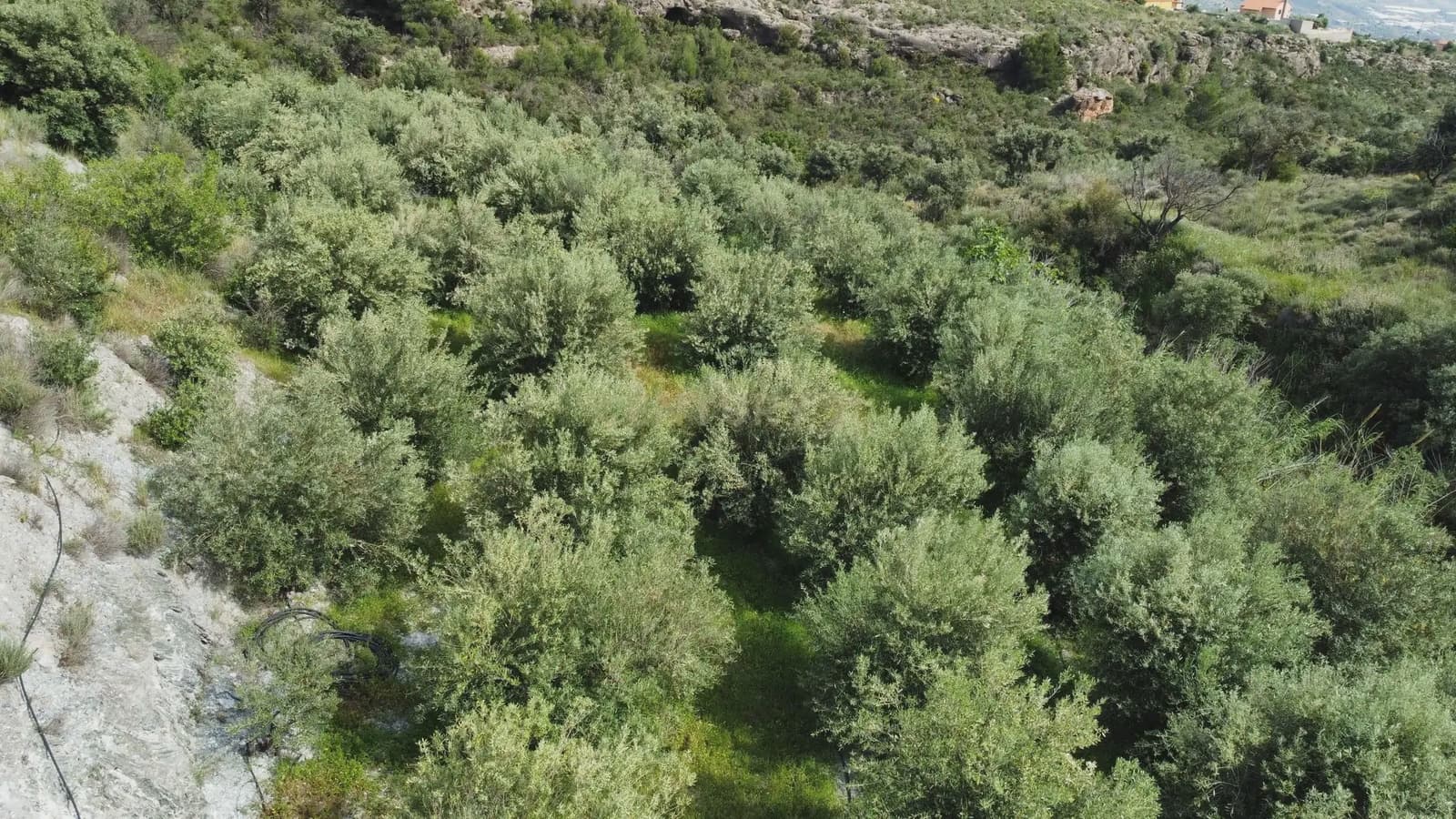 Grunde uden byggetilladelser til salg i Velez de Benaudalla - € 45.000 (Ref: 9819235)