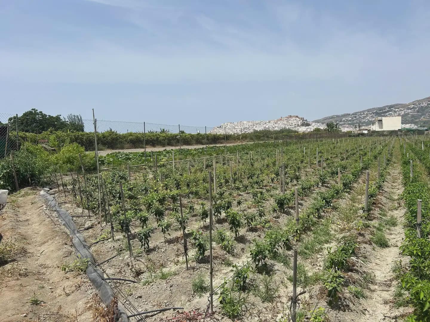 Mark till salu i Salobrena - 48 000 € (Ref: 9924946)