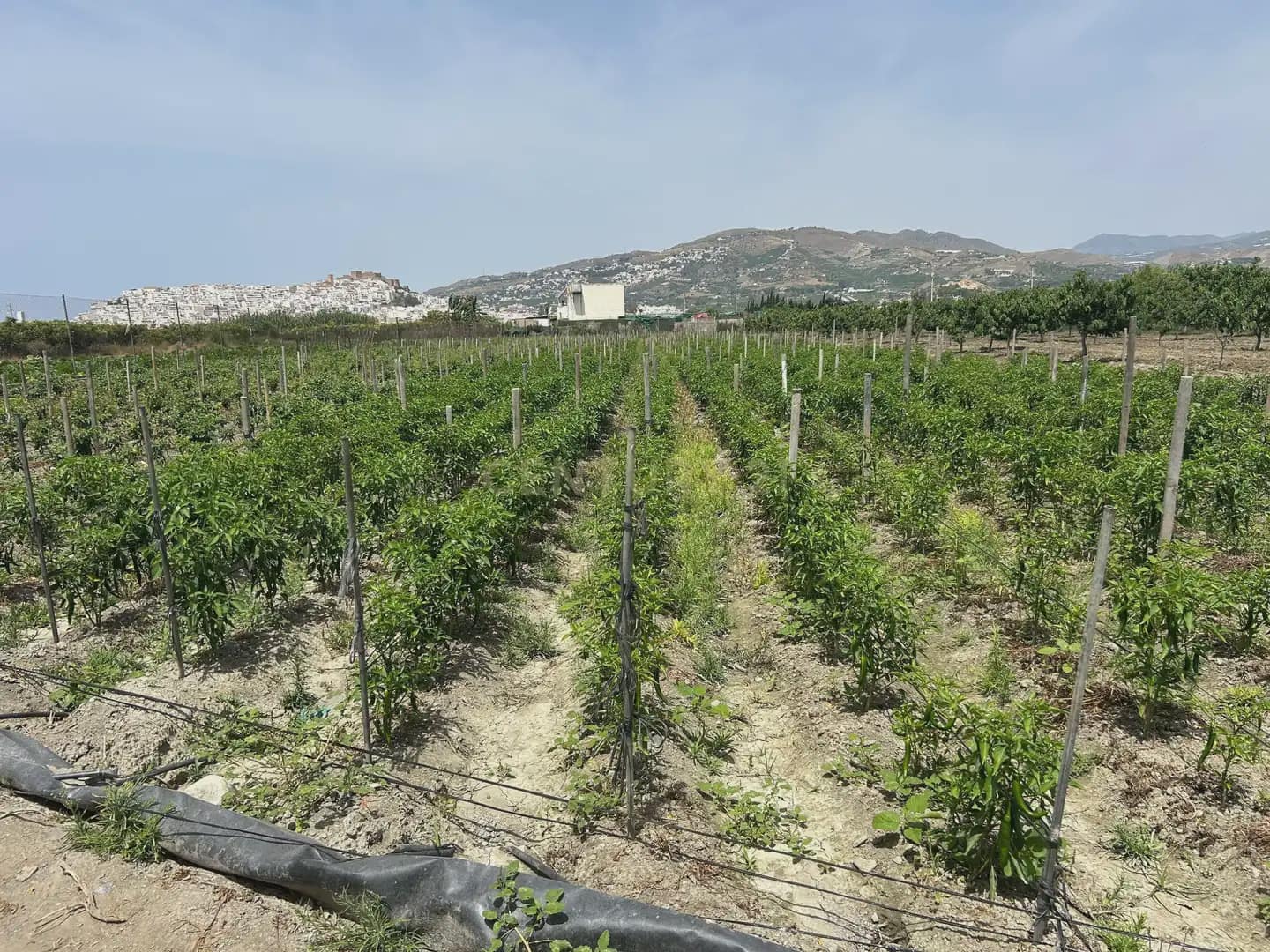 Mark till salu i Salobrena - 48 000 € (Ref: 9924946)