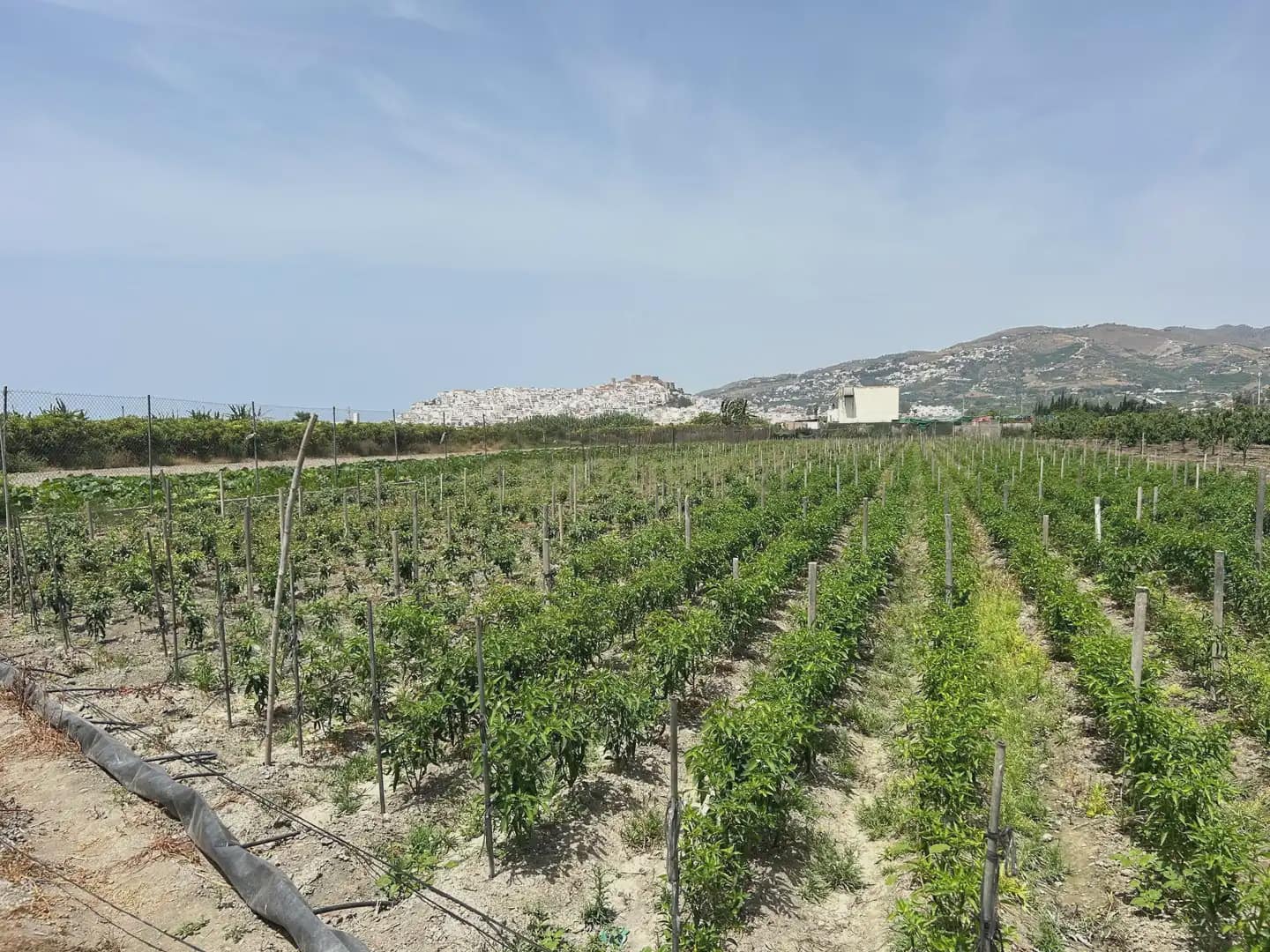 Mark till salu i Salobrena - 48 000 € (Ref: 9924946)