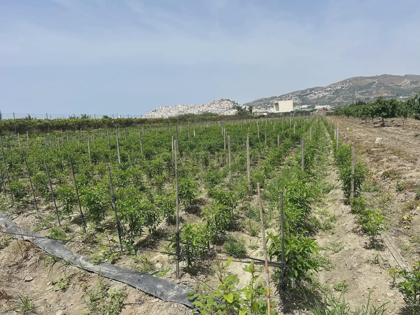 Mark till salu i Salobrena - 48 000 € (Ref: 9924946)