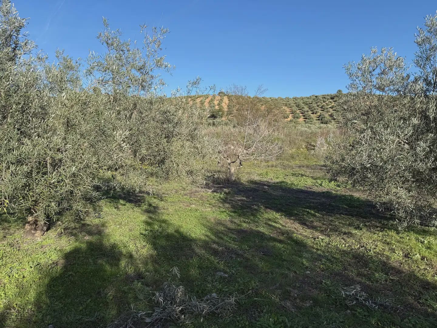 Landgrundstück zu verkaufen in Illora - 45.000 € (Ref: 9948510)