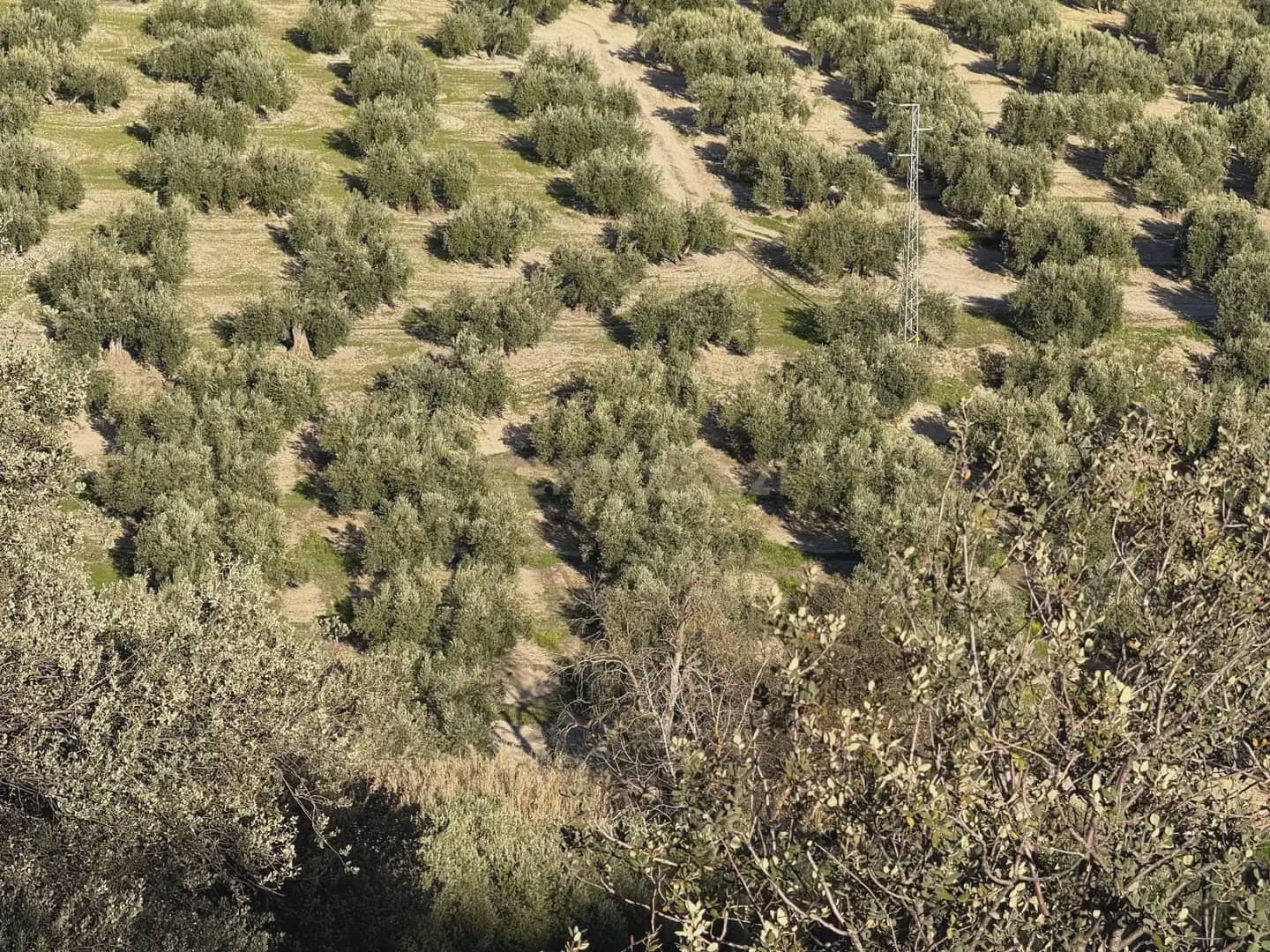 Landgrundstück zu verkaufen in Illora - 45.000 € (Ref: 9948510)