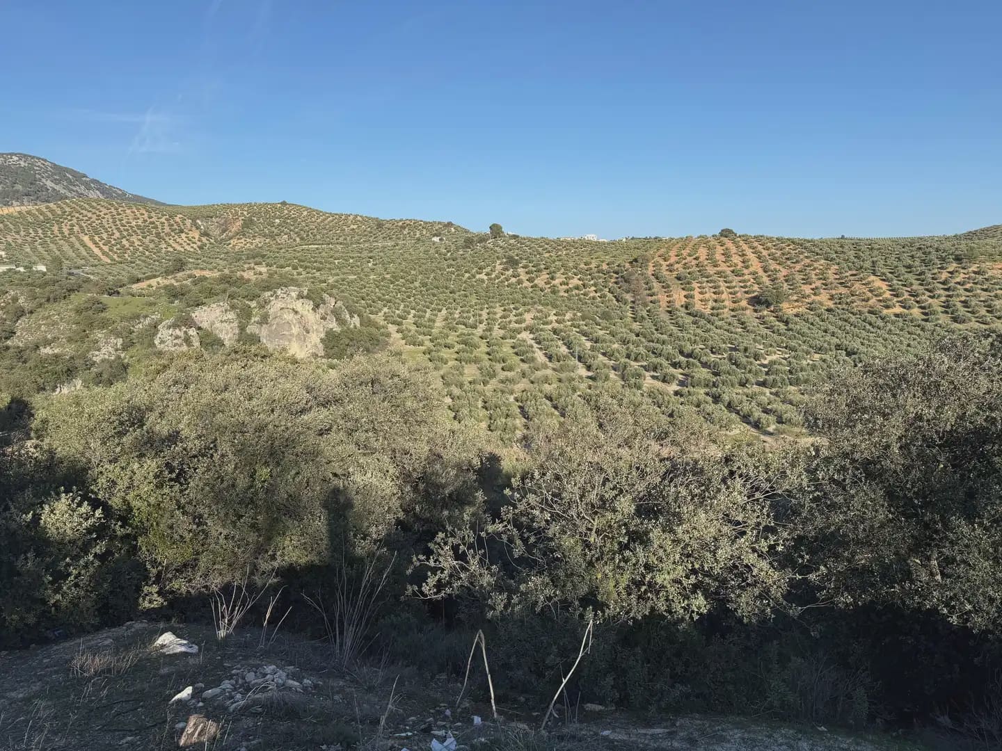 Landgrundstück zu verkaufen in Illora - 45.000 € (Ref: 9948510)