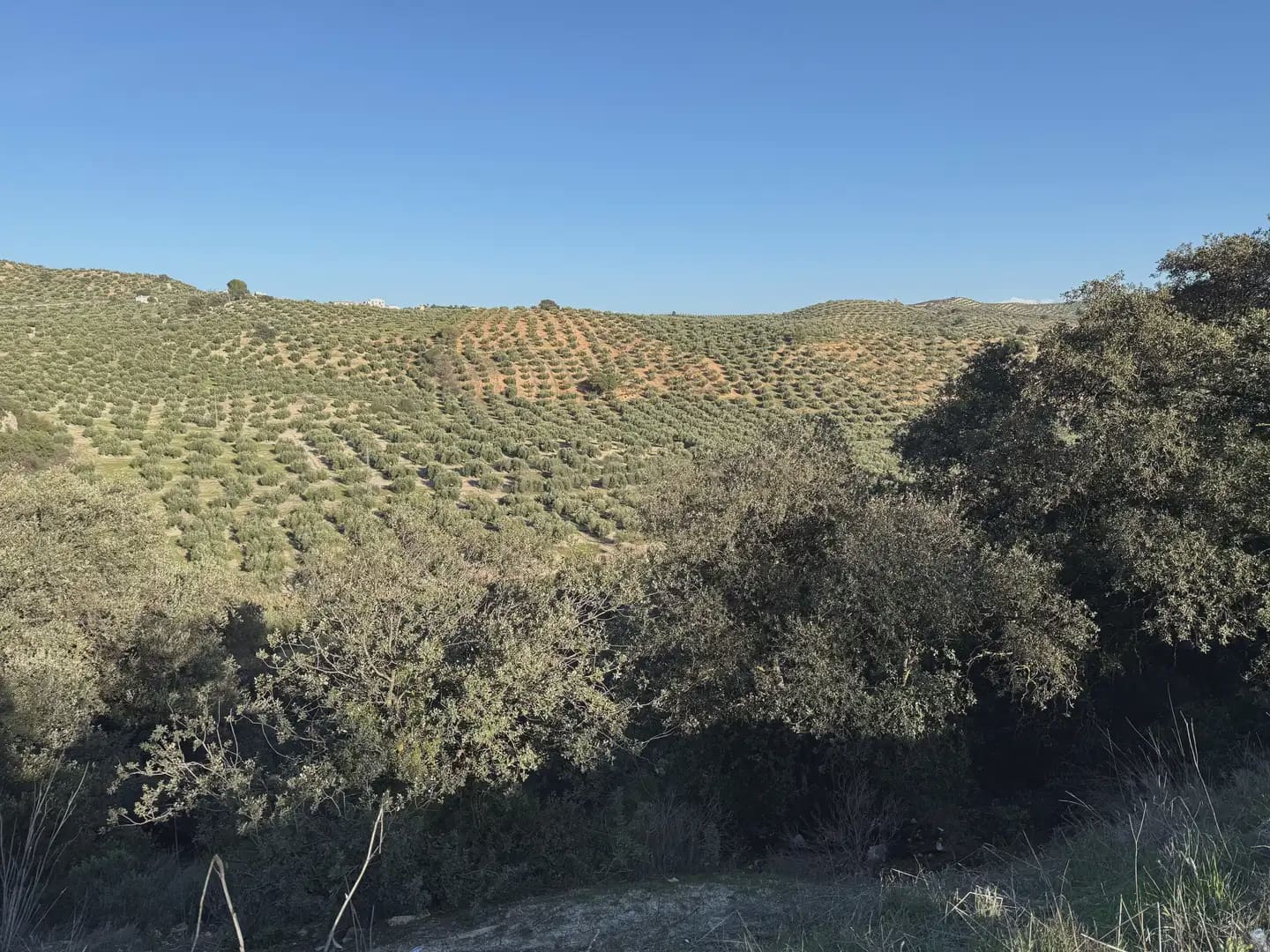 Landgrundstück zu verkaufen in Illora - 45.000 € (Ref: 9948510)