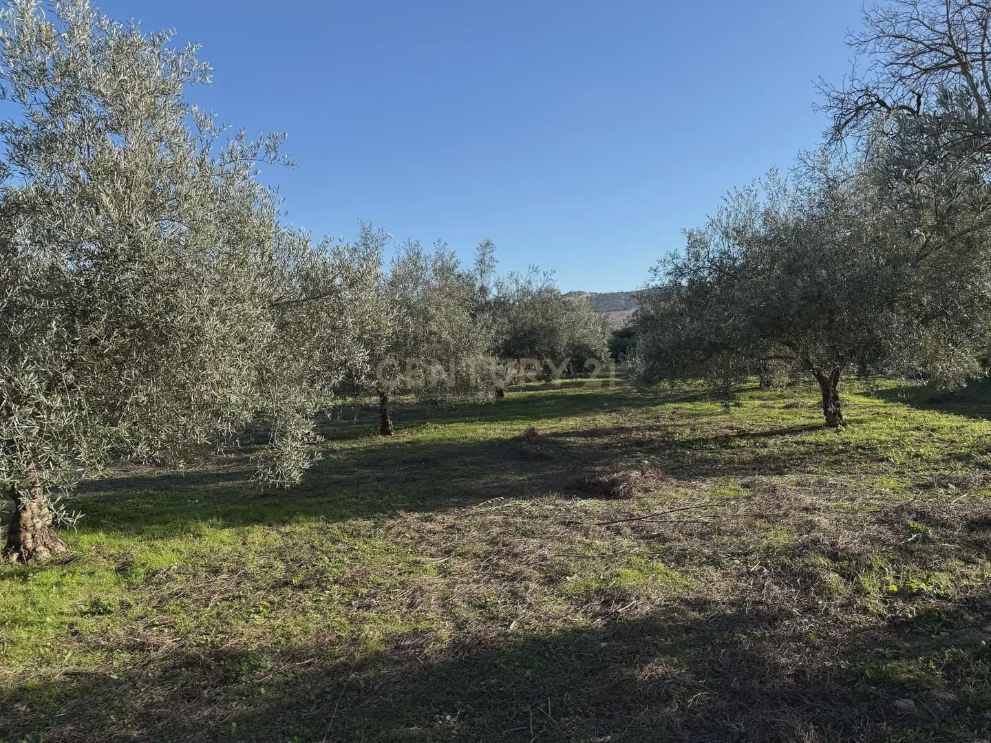 Landgrundstück zu verkaufen in Illora - 45.000 € (Ref: 9948510)