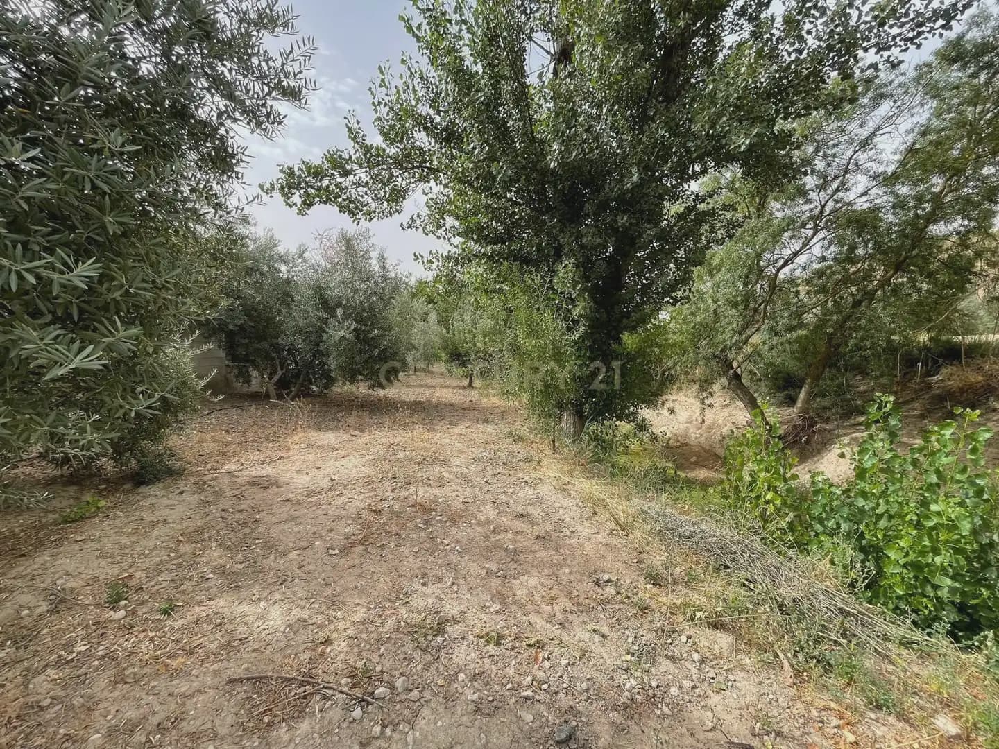 Teren niezagospodarowany na sprzedaż w Illora - 59 000 € (Ref: 9984367)