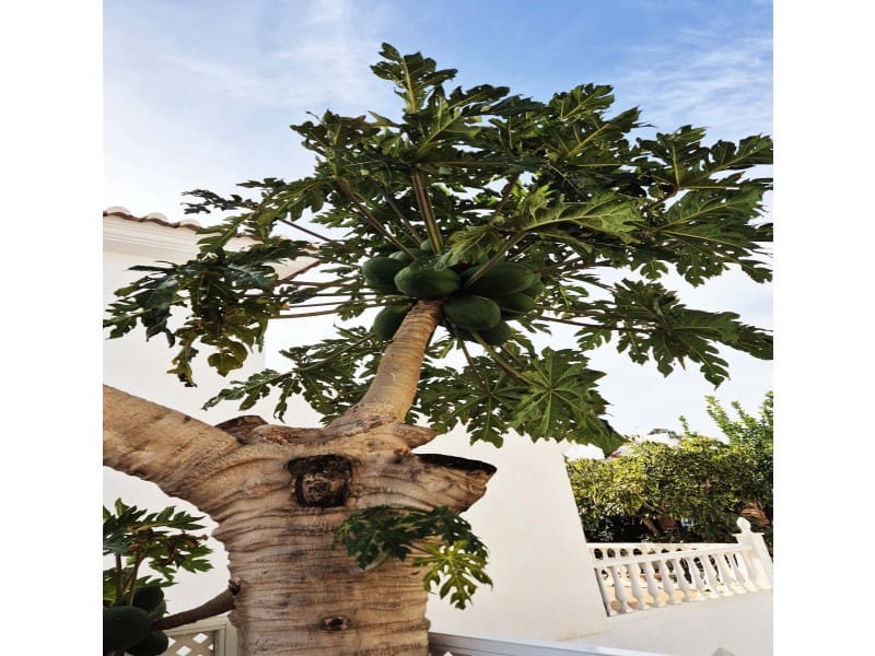 5 soveværelse Villa til salg i Torre del Mar med swimmingpool garage - € 875.000 (Ref: 8670672)