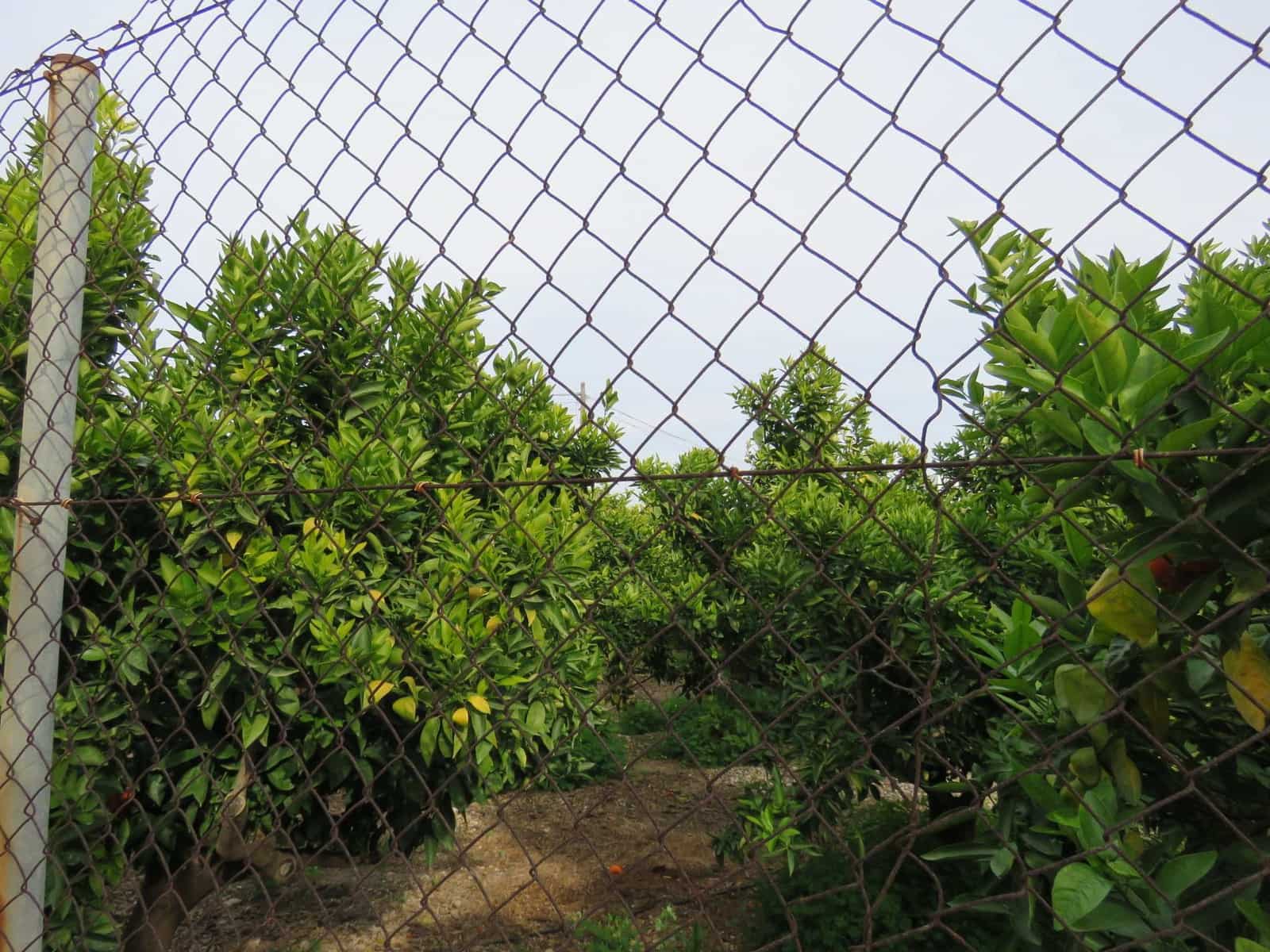 Bouwgrond te koop in Els Poblets - € 300.000 (Ref: 5874588)