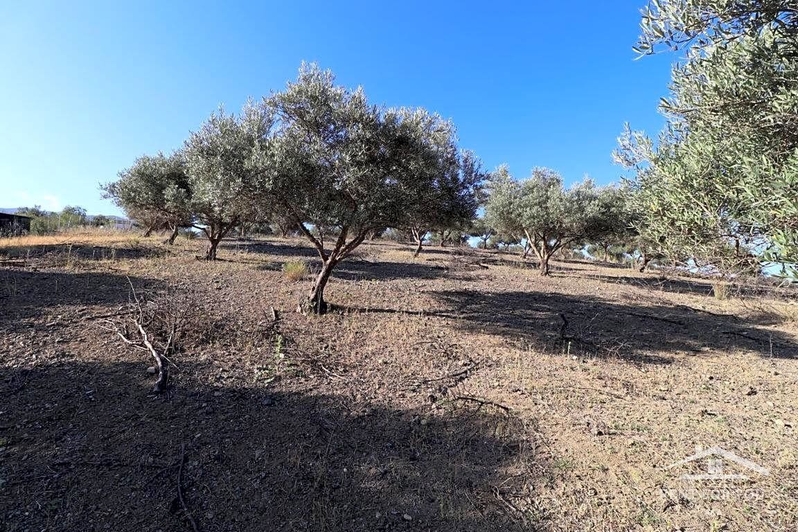 Grunde uden byggetilladelser til salg i Coin - € 90.000 (Ref: 8902835)