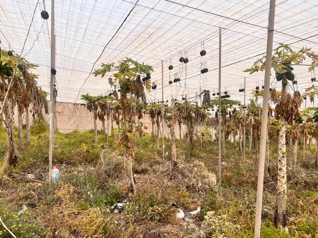 Grunde uden byggetilladelser til salg i La Aldea de San Nicolas - € 210.700 (Ref: 7635087)