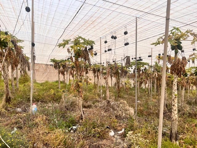 Rakentamaton maa myytävänä paikassa La Aldea de San Nicolas - 210 700 € (Ref: 7635087)