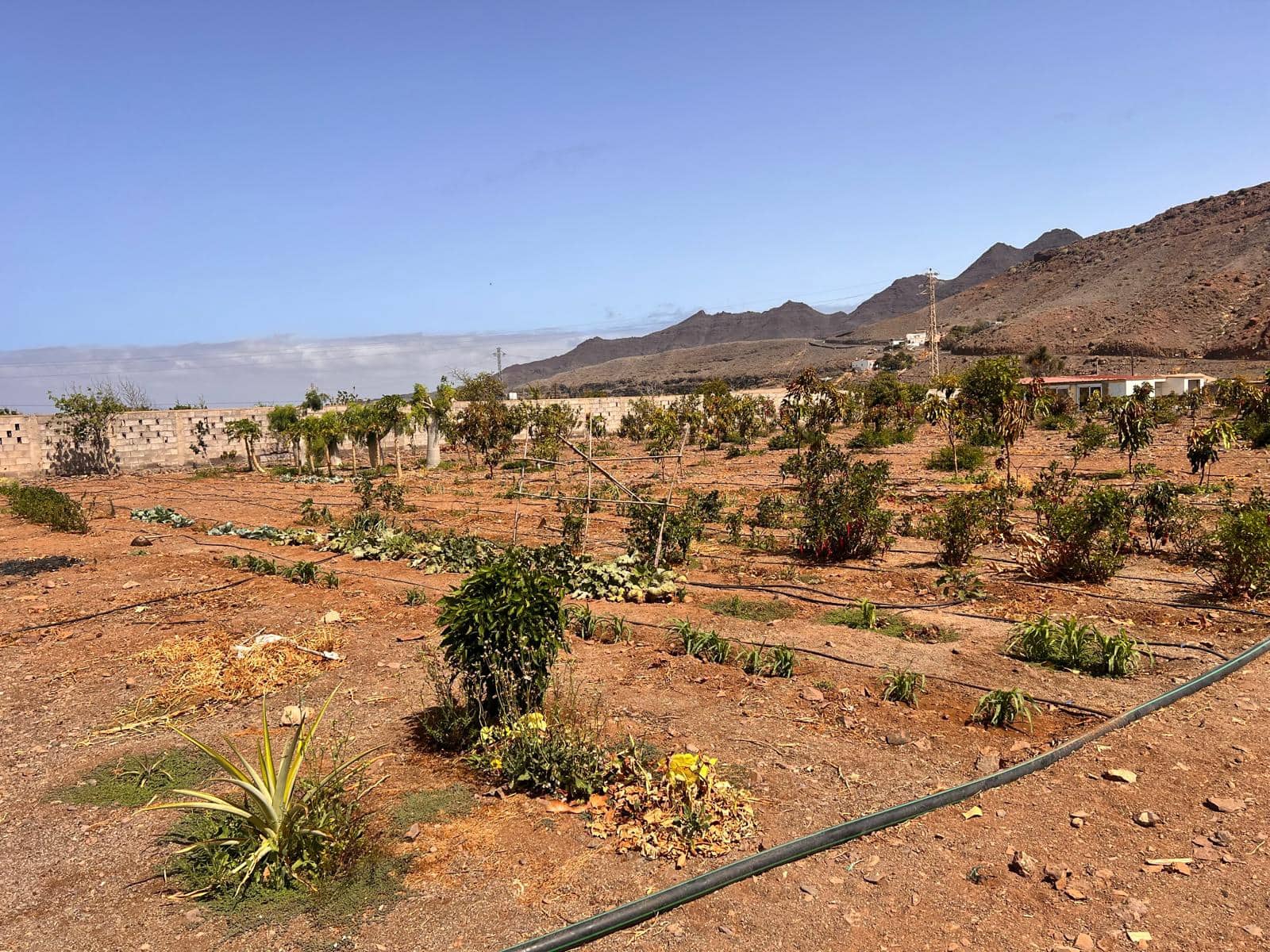 2 soveværelse Finca/Landehus til salg i La Aldea de San Nicolas med swimmingpool - € 300.000 (Ref: 8466753)