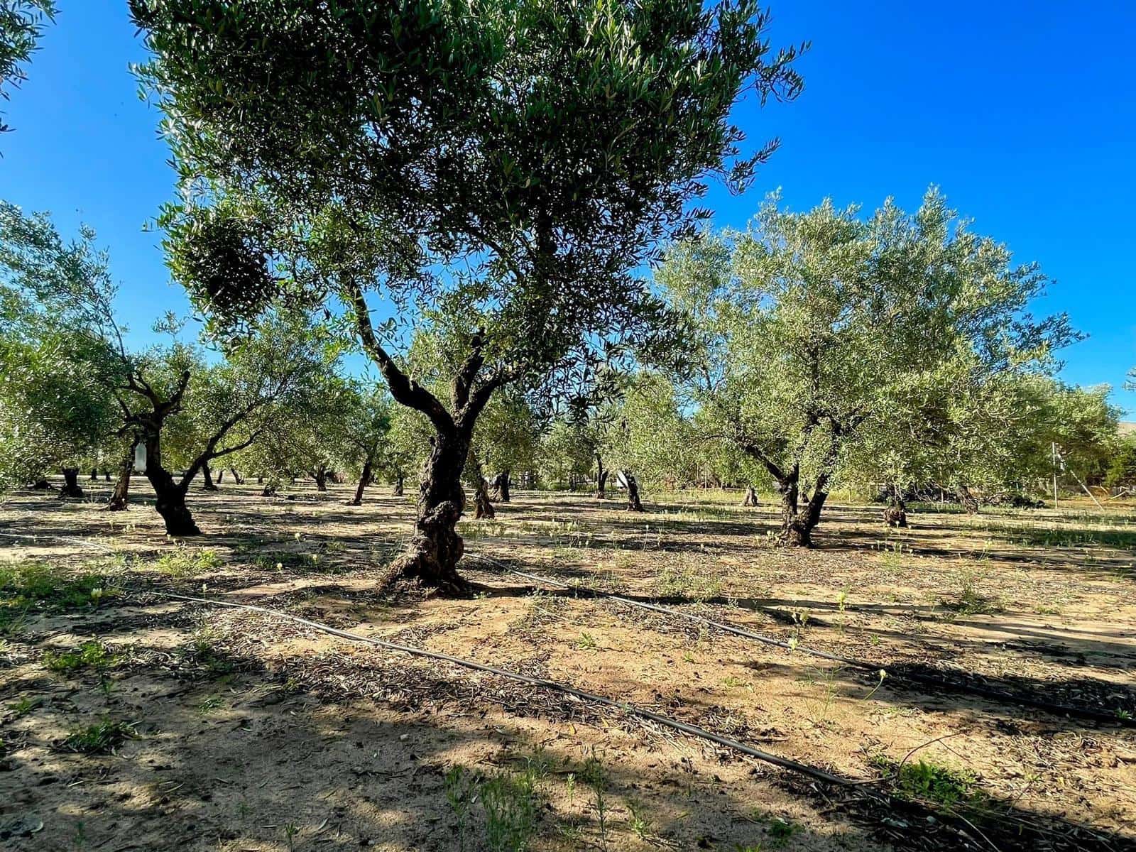 4 Zimmer Villa zu verkaufen in Medina-Sidonia mit Pool Garage - 270.000 € (Ref: 8636981)