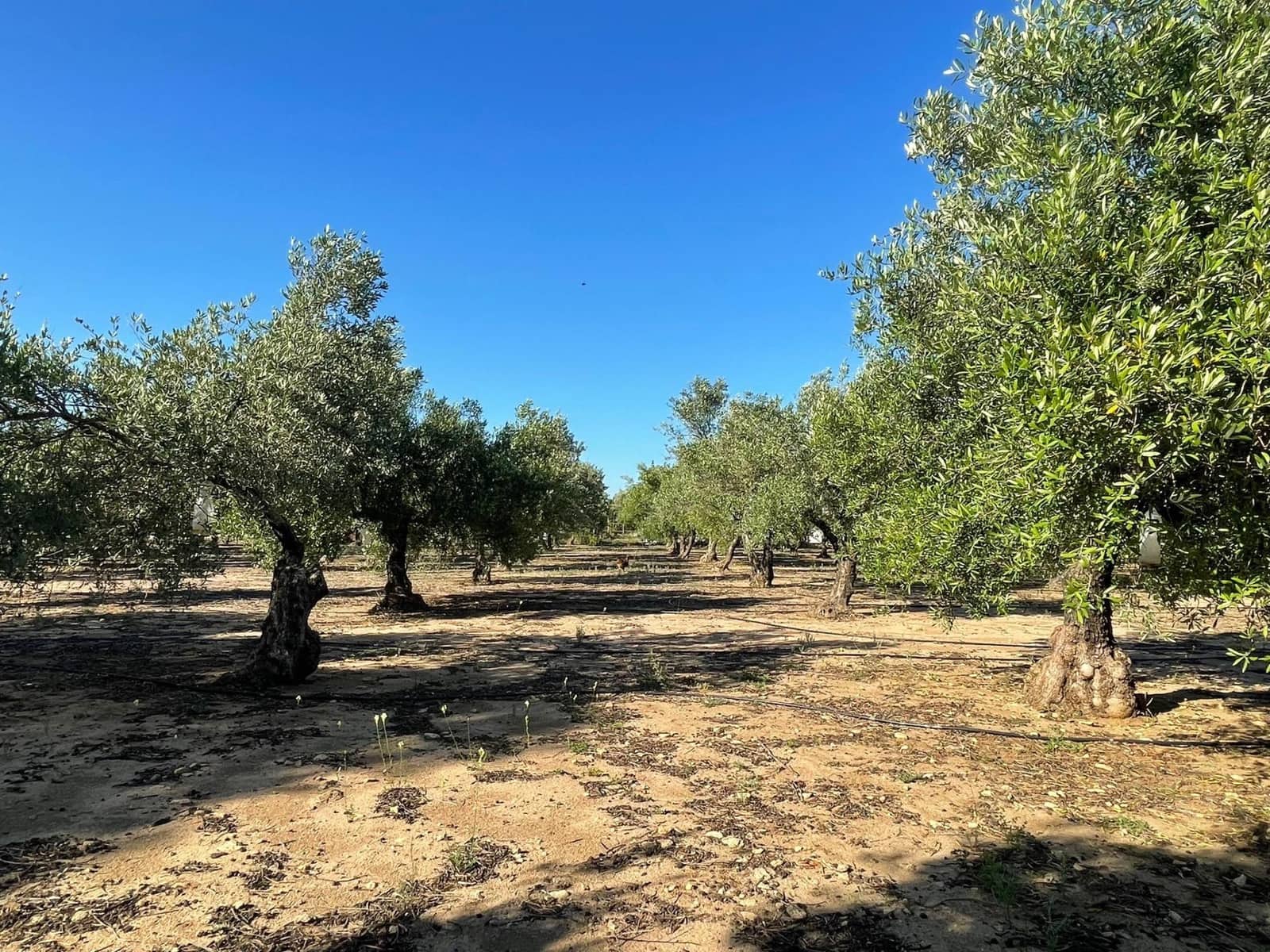 4 Zimmer Villa zu verkaufen in Medina-Sidonia mit Pool Garage - 270.000 € (Ref: 8636981)