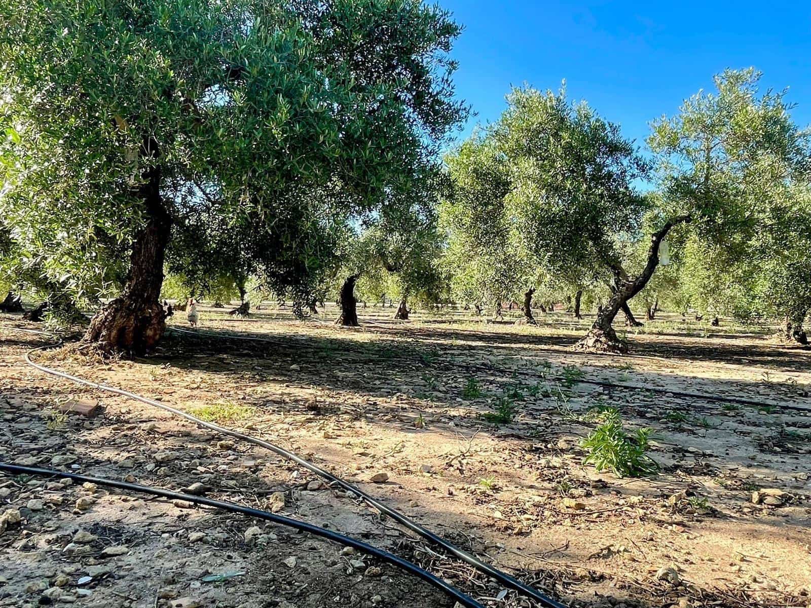 4 Zimmer Villa zu verkaufen in Medina-Sidonia mit Pool Garage - 270.000 € (Ref: 8636981)