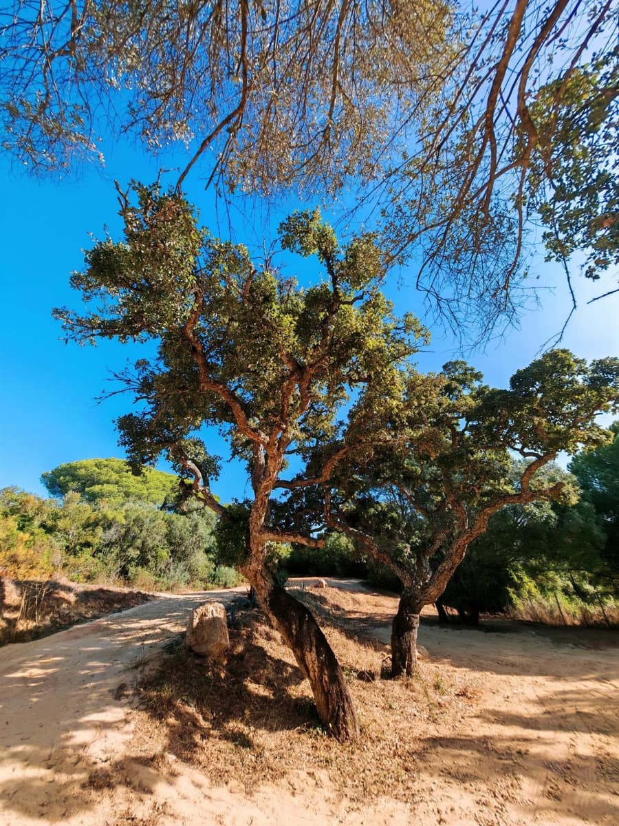 7 soveværelse Villa til salg i Barbate med swimmingpool garage - € 680.000 (Ref: 9301206)