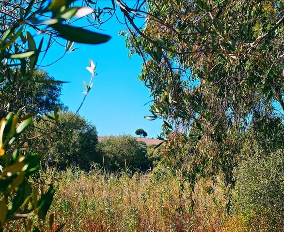 3 bedroom Finca/Country House for sale in San Ambrosio, Barbate with garage - € 245,000 (Ref: 9391096)