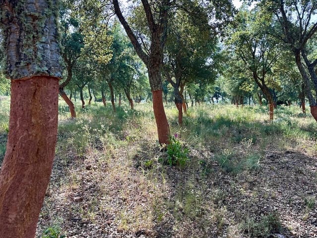 Grunde uden byggetilladelser til salg i Valencia de Alcántara - € 300.000 (Ref: 9143881)